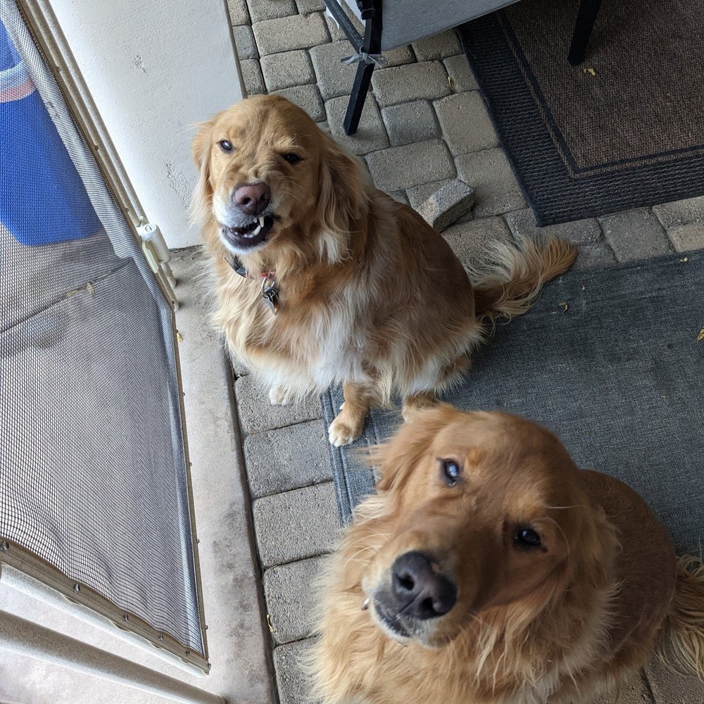 Rasenhof German Shepherds facility in Lakeside, CA showcasing a clean, spacious environment for our dogs