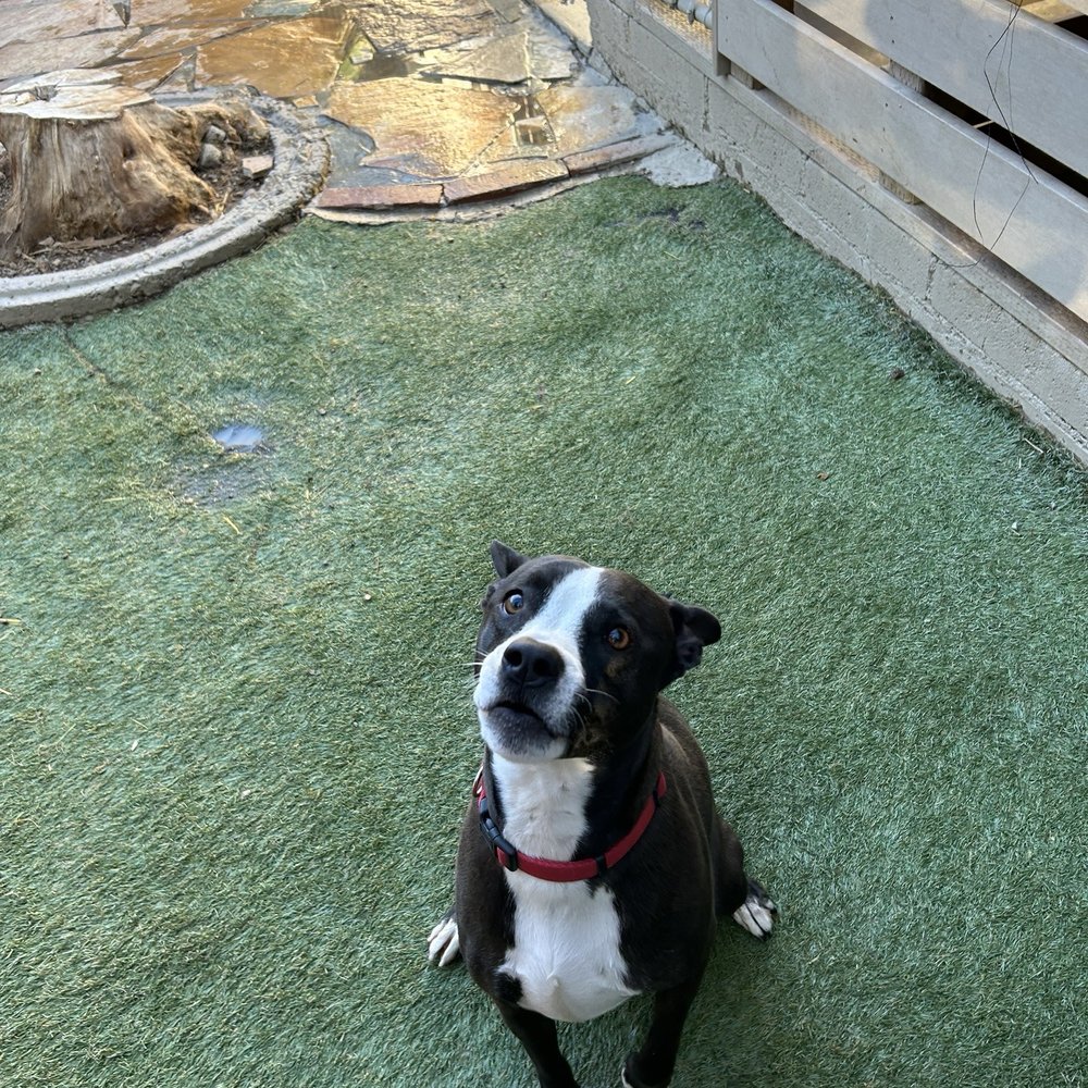 Rasenhof German Shepherds Lakeside CA - a preview of our healthy, well-socialized German Shepherd puppies